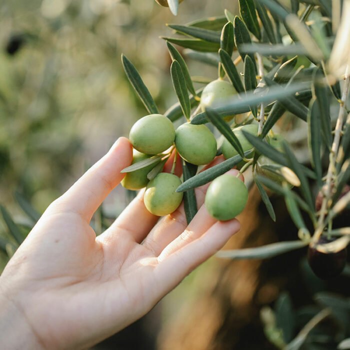 Grouped Peruvian Groundcherry