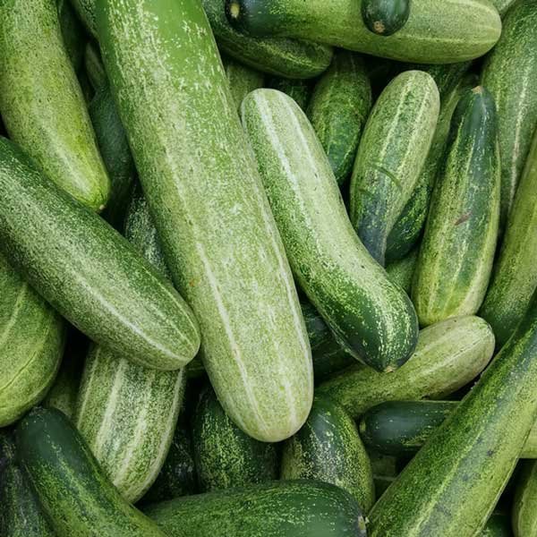 External/Affiliate Juicy Crunchy Cucumber